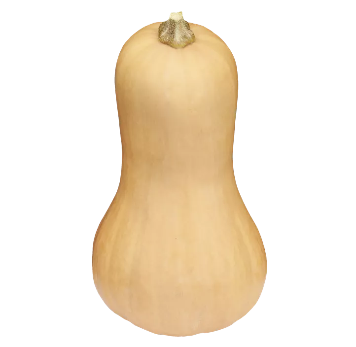 Moschus-Kürbis 'Butternut'