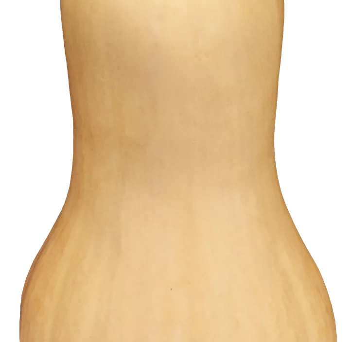 Speisekürbis Butternuts