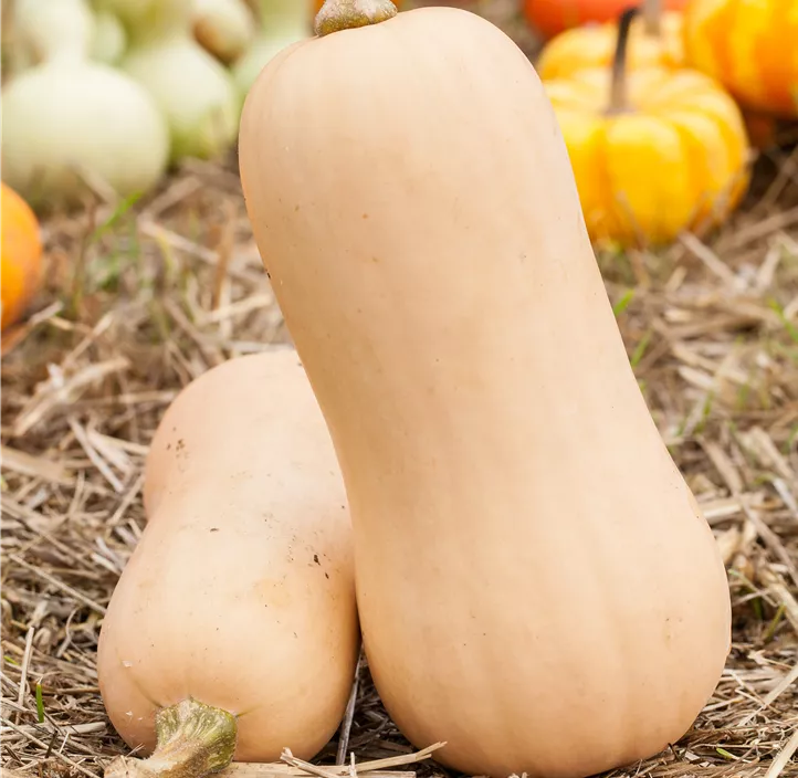 Moschus-Kürbis 'Butternut'
