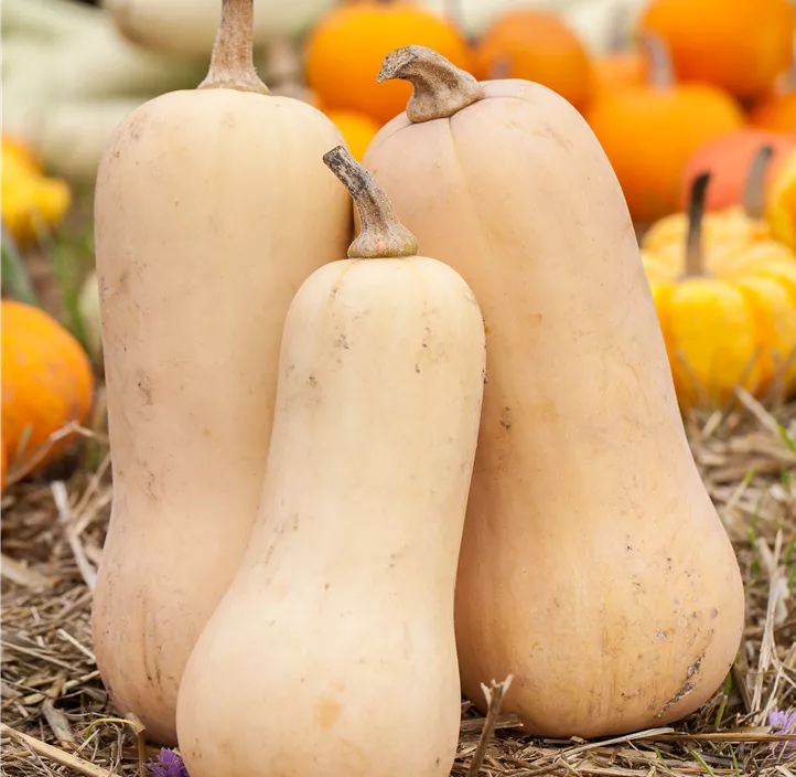Moschus-Kürbis 'Butternut'