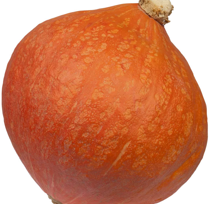 Speisekürbis Hokkaido