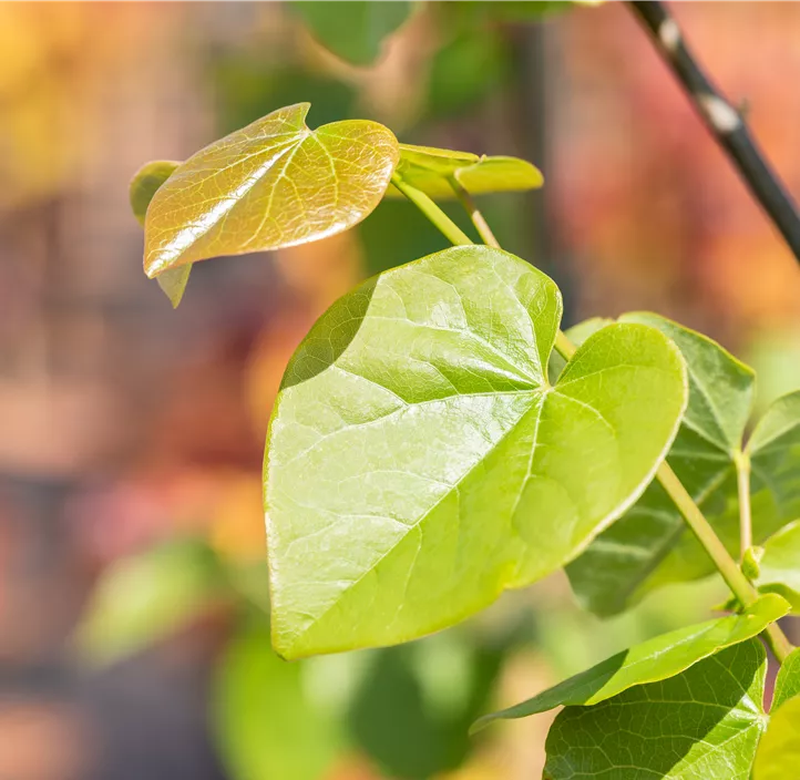 Judasbaum 'Traveller'