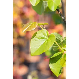 Cercis canadensis Pink Pom Poms