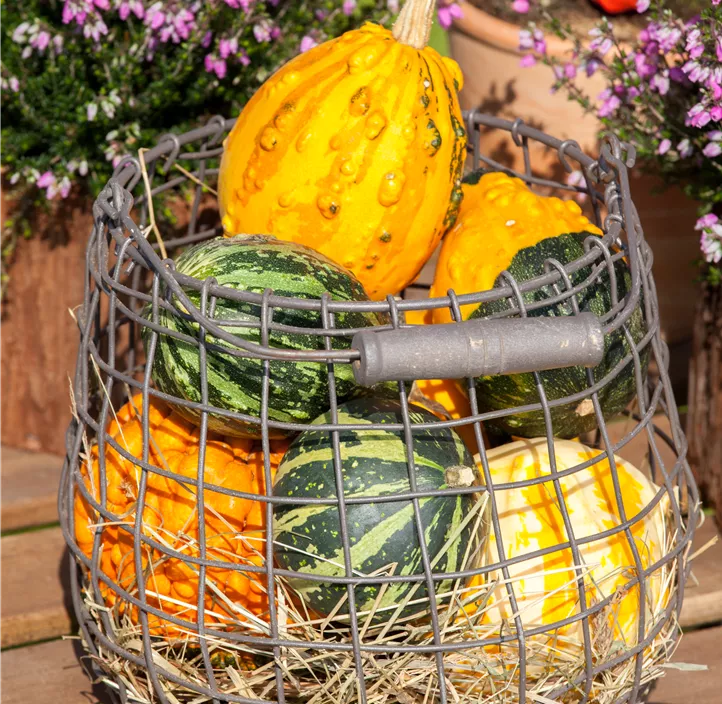 Zier-Kürbis Kamo Kamo