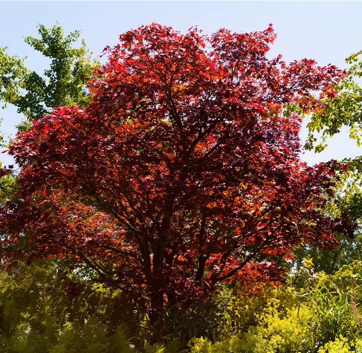 Roter Fächerahorn 'Beni Maiko'