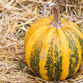 Zier-Kürbis Kamo Kamo