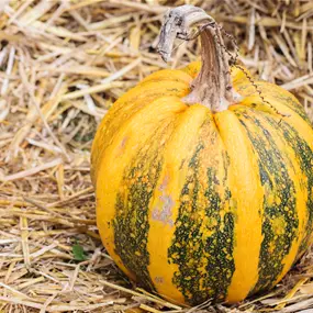 Zier-Kürbis Kamo Kamo