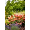 bellaflora Gartencenter GmbH