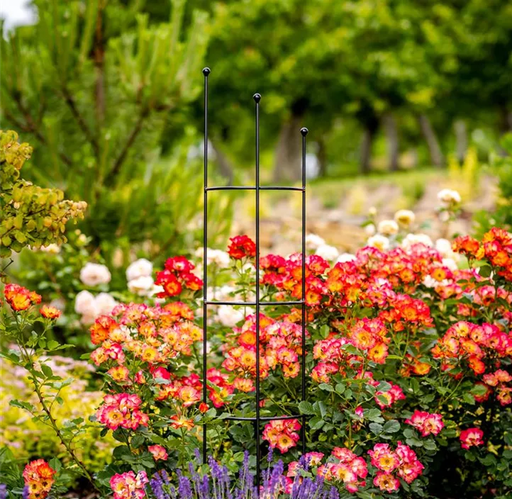 Halbrund-Spalier Cosmea