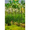bellaflora Gartencenter GmbH
