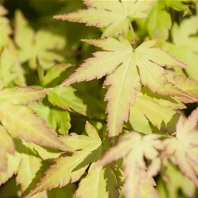 Acer palmatum Katsura Säule