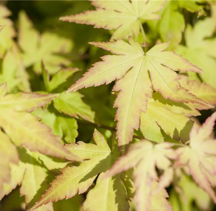 Fächerahorn 'Katsura'