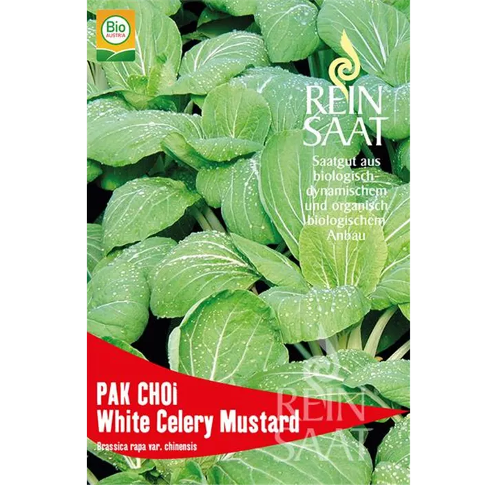 Asiasalat Pak Choi