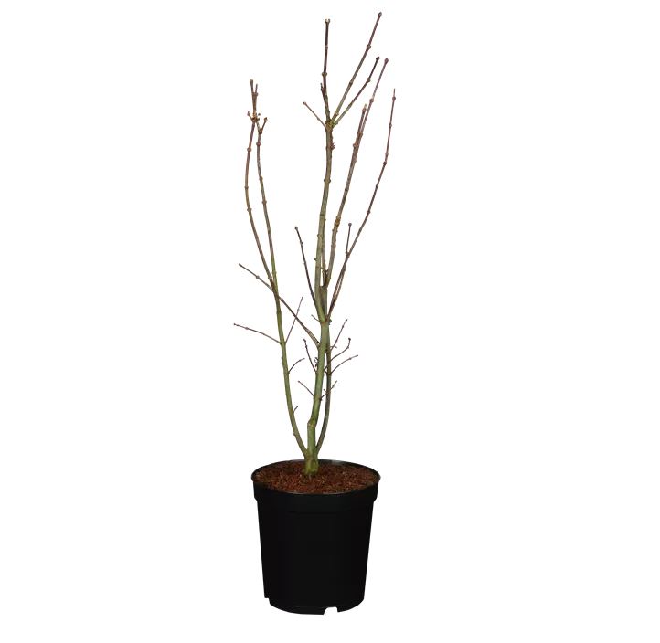 Fächerahorn 'Skeeter's Broom'