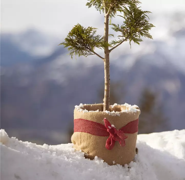 Winterschutz Vliesmatte