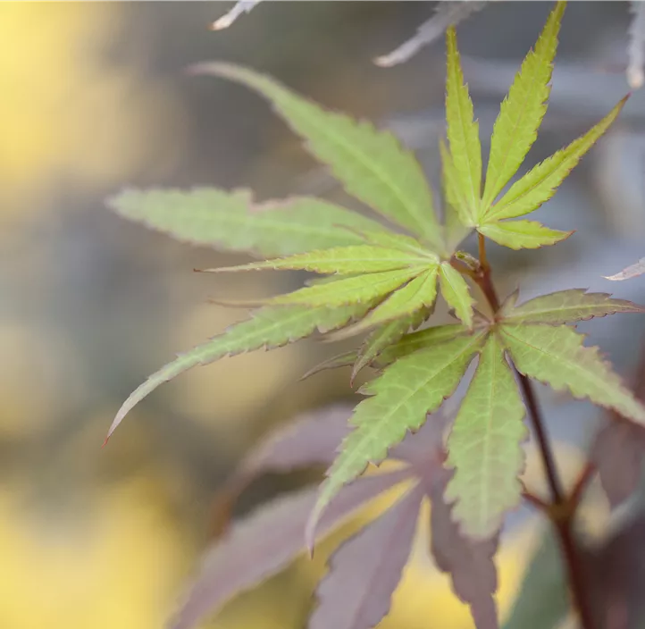 Fächerahorn 'Skeeter's Broom'