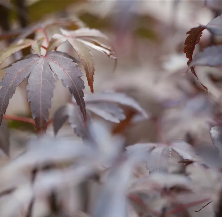 Fächerahorn 'Skeeter's Broom'