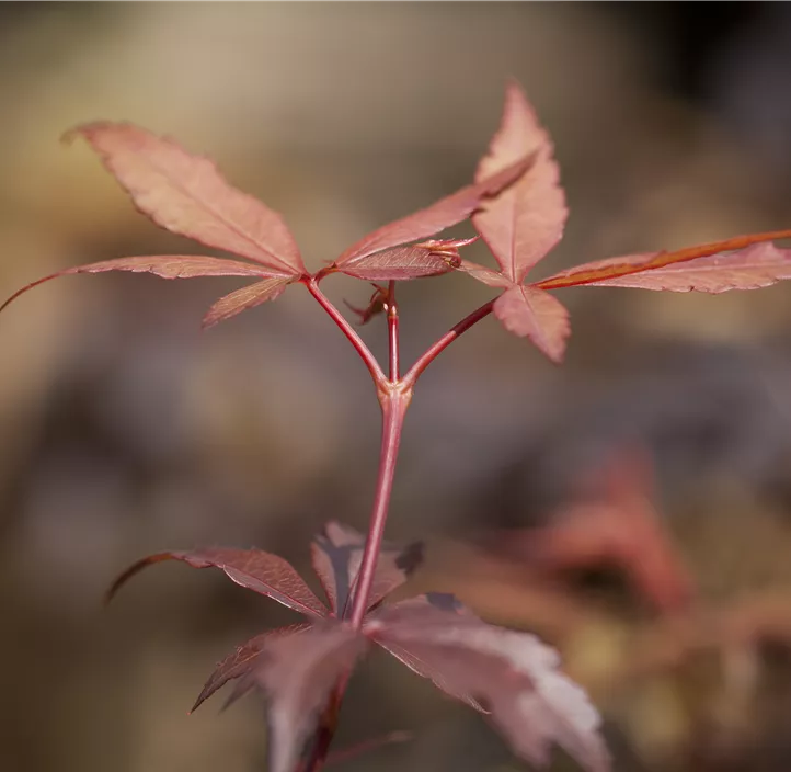 Fächerahorn 'Skeeter's Broom'