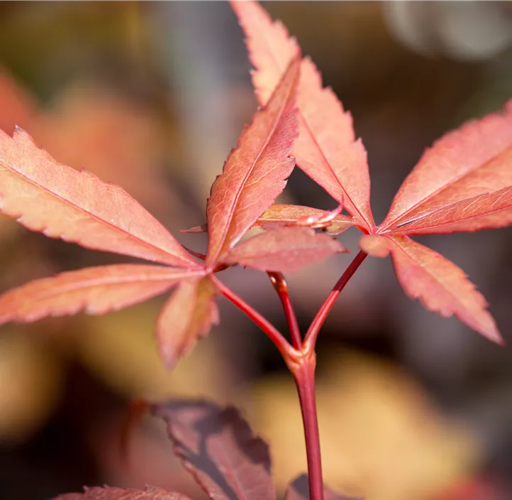 Fächerahorn 'Skeeter's Broom'