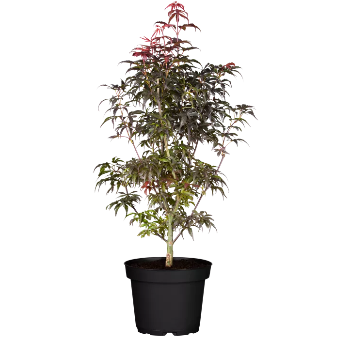 Fächerahorn 'Skeeter's Broom'