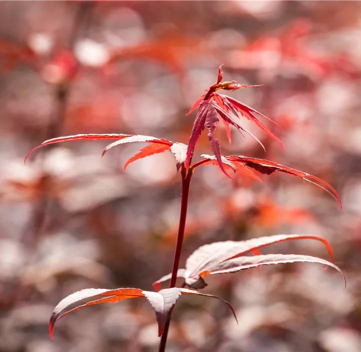 Fächerahorn 'Skeeter's Broom'