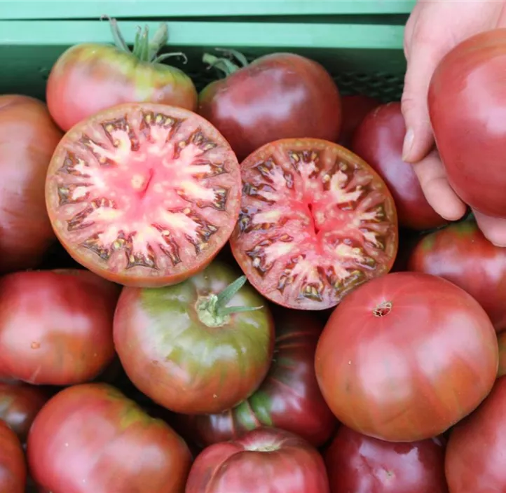 Fleischtomate 'Tschernij Prinz'