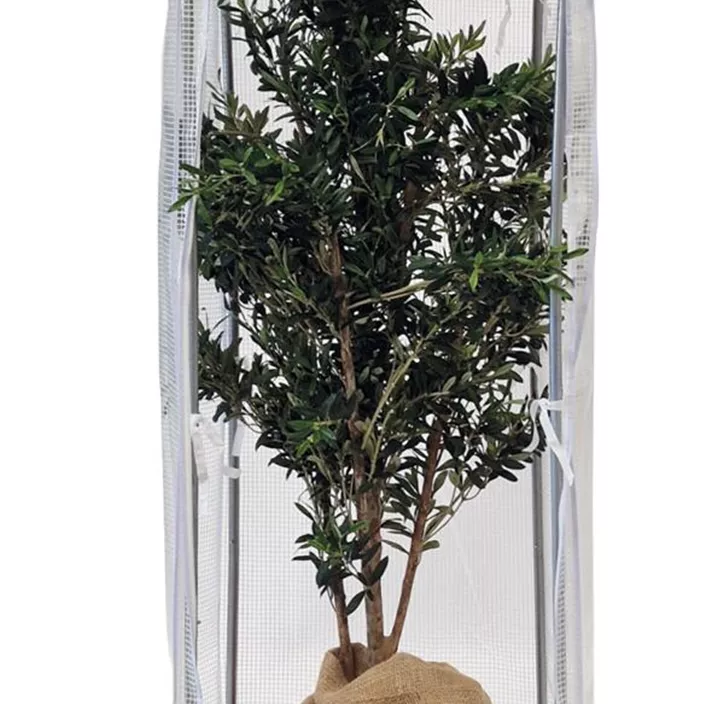 Winter Frost-Schutzhaus SNOW