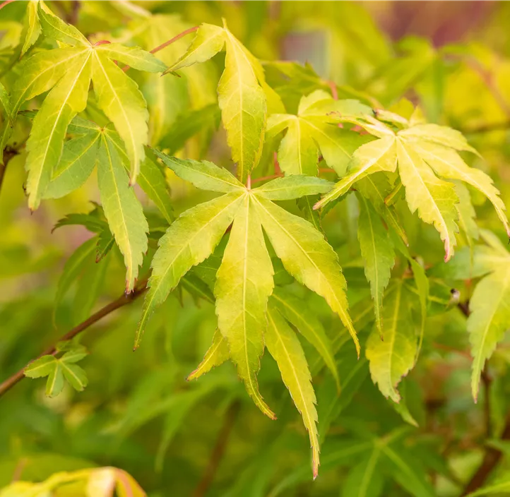 Fächerahorn 'Katsura'