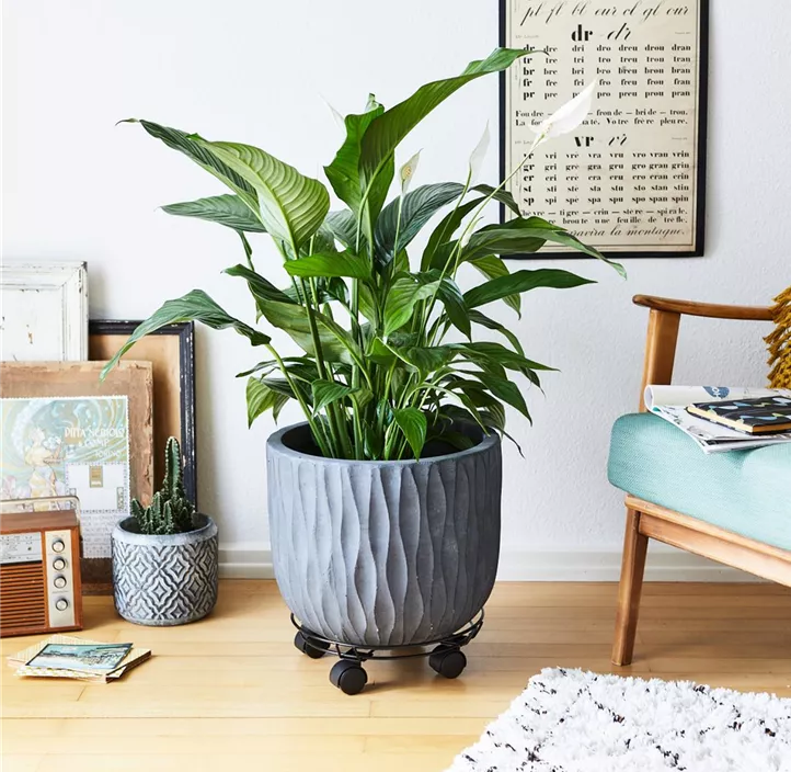 Multi Roller Stahldraht rund mit Schutzring