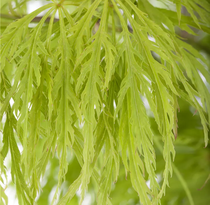 Grüner Schlitzahorn 'Dissectum'