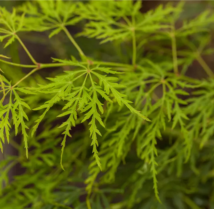 Grüner Schlitzahorn 'Dissectum'