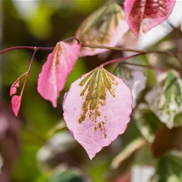 Cercis canadensis Carolina Sweetheart