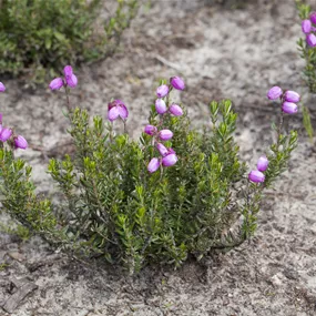 Daboecia Hybrid in Sorten