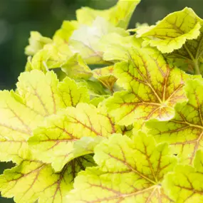 Heuchera Hybriden 'Elektra'