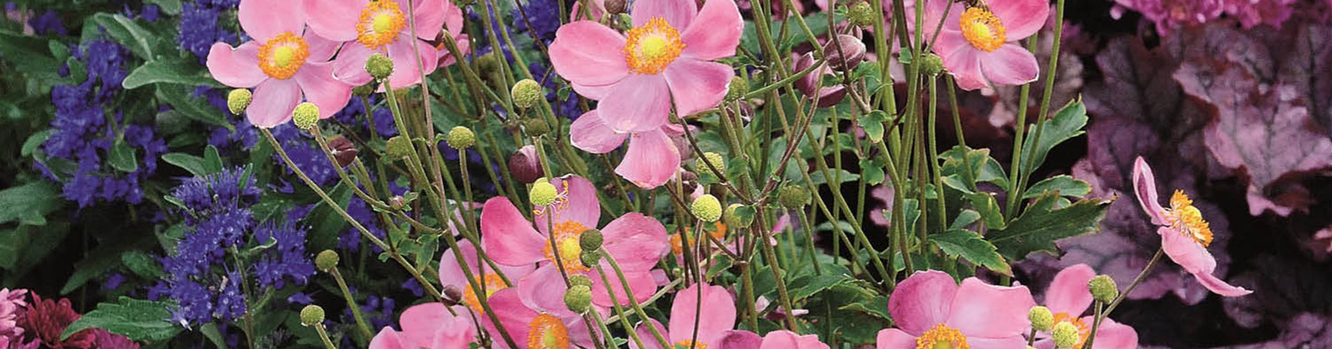 Pflanzenverkauf Pflanzenverkauf