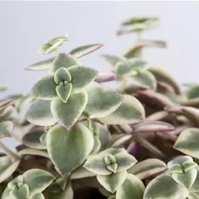 Crassula Desert Diamond