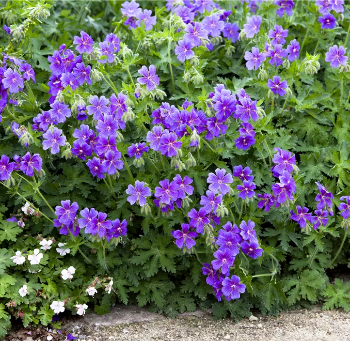 Stauden Aktion Sommer