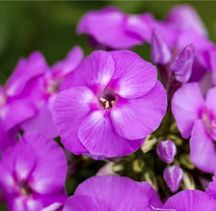 Stauden Aktion Sommer