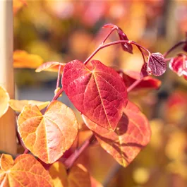 Cercis canadensis Eternal Flame