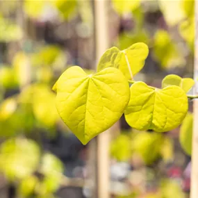 Cercis canadensis Hearts of Gold