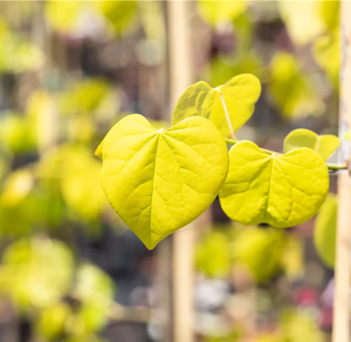 Gold Judasbaum 'Hearts of Gold'