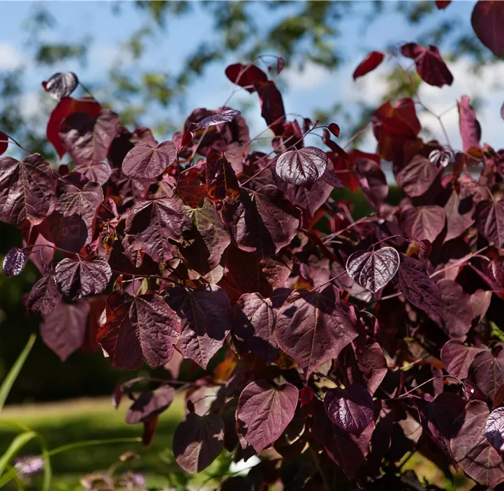 Kanadischer Judasbaum 'Merlot'