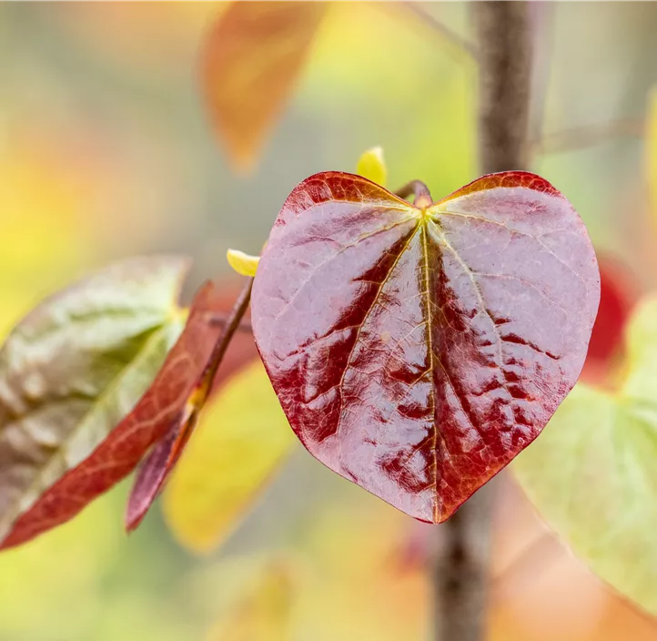 Kanadischer Judasbaum 'Merlot'