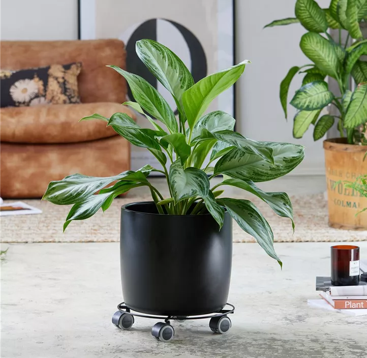 Multi Roller Stahldraht rund für harte/sensible Böden