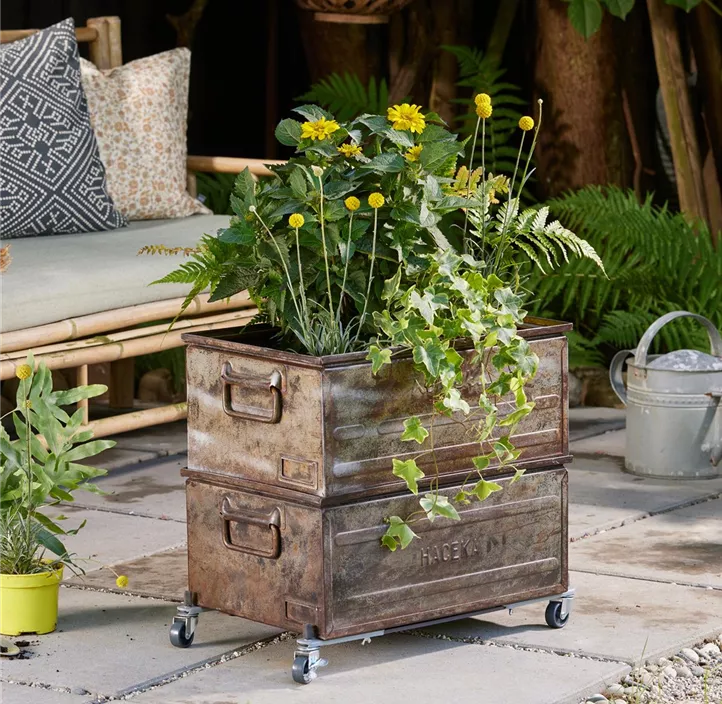 Multi Roller Suncity ausziehbar