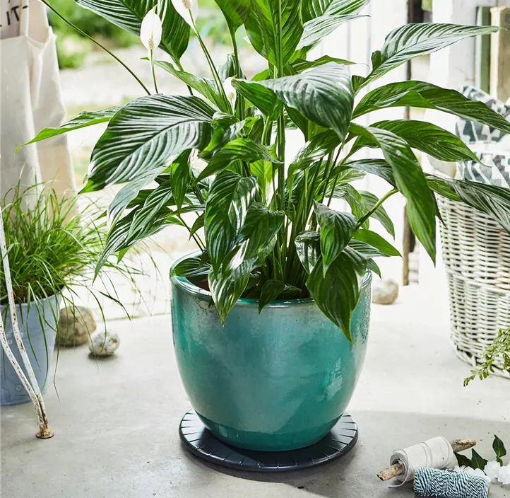 Multi Roller Ultraflat