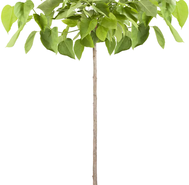 Kugel-Trompetenbaum 'Nana'