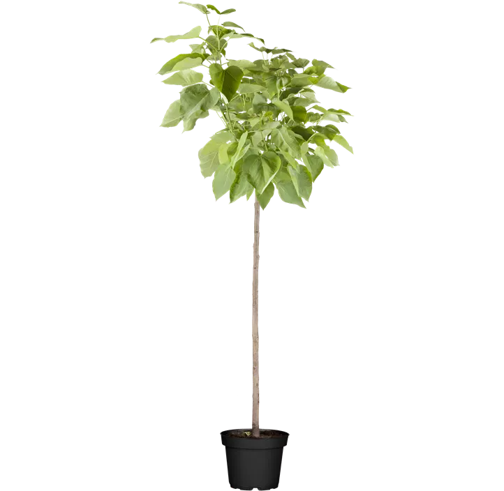 Kugel-Trompetenbaum 'Nana'