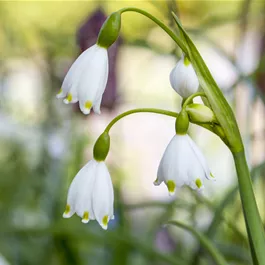 Leucojum Brides Maid