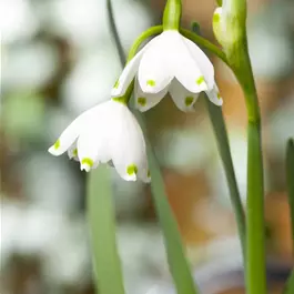Leucojum Brides Maid
